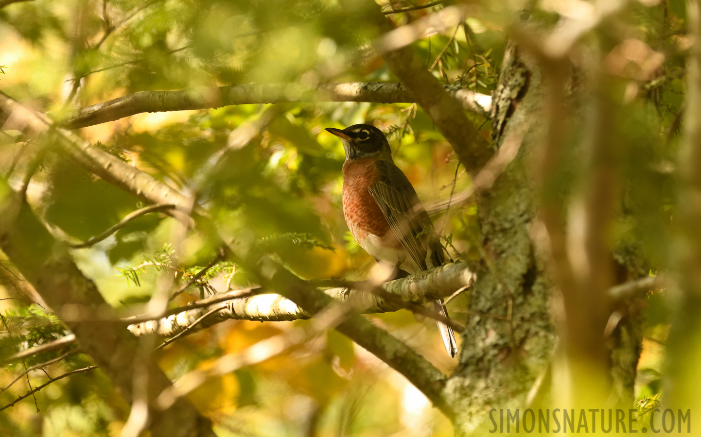 Turdus migratorius migratorius [400 mm, 1/400 sec at f / 7.1, ISO 1600]